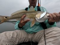 26" Redfish on 20240416